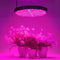 50W LED Plant Grow Lights, Shengsite UFO 250 LEDs Indoor Plants Growing Lamp with Red Blue Spectrum,Hydroponics Growth Light for Seedling,Vegetative&Flowering