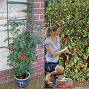 Growsun Strawberry Supports Keeping Fruit Elevated to Avoid Ground Rot,10 Pack