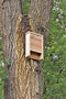 Premium Bat House | Made in USA | Western Red Cedar | Ready to install | Ideal Bat Shelter for extremely hot to warm climates | Environmentally Responsible Eco-Friendly Mosquito Control | Cedar