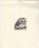 Boreal Owl